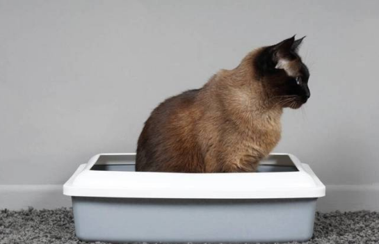 养猫人一定不能错过的猫砂,虎主任四合一除臭猫砂~ 养猫人一定不能错过的猫砂,虎主任四合一除臭猫砂~