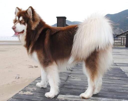 阿拉斯加犬补钙补锌要补多长时间？不能忘记