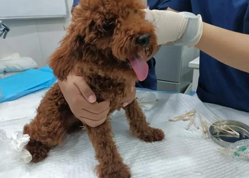 去一次宠物医院要多少钱呢 去一次宠物医院要多少钱呢