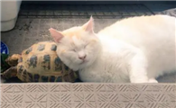 乌龟和猫能一起养吗