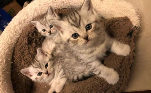 猫咪使用化毛膏需要注意什么?猫咪化毛膏使用注意事项! 猫咪使用化毛膏需要注意什么?猫咪化毛膏使用注意事项!