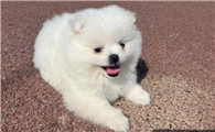博美犬好养么?