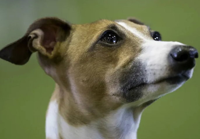 健康的狗会携带狂犬病毒吗为什么呢 健康的狗会携带狂犬病毒吗为什么呢