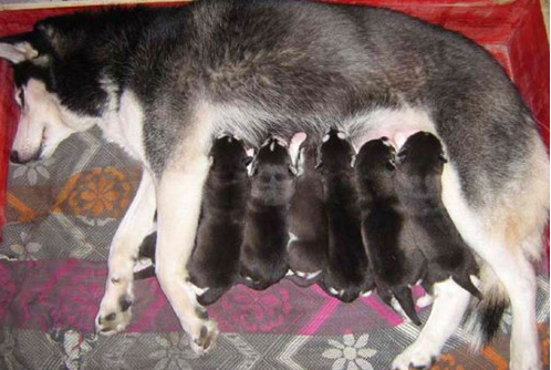 犬生完孩子钙的缺失怎么会喘,为何母犬生完孩子钙的缺失会喘 犬生完孩子钙的缺失怎么会喘,为何母犬生完孩子钙的缺失会喘