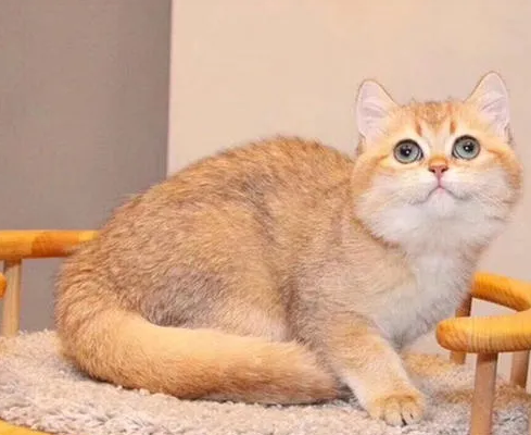 金渐层知名猫舍名单