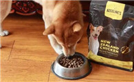如何挑选黄色柴犬狗粮呢