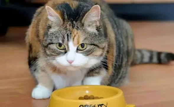 宠物猫能不能吃饭