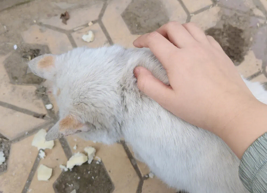 猫在小区里跑丢了怎么办?可以试试这些方法! 猫在小区里跑丢了怎么办?可以试试这些方法!