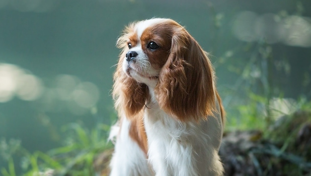 狗狗必须注射的狂犬病疫苗也会引起副作用，该怎样开展分辨？