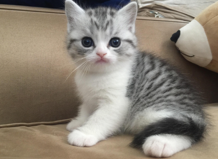 养美短猫十大禁忌