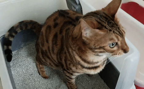 猫咪尿得多的原因 猫咪尿得多的原因