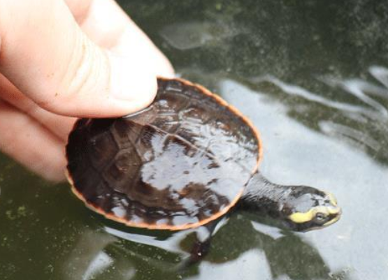 圆澳龟吃鱼吗?不知道的看过来! 圆澳龟吃鱼吗?不知道的看过来!