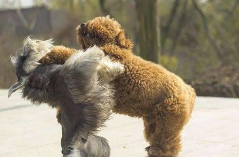 为何许多人很反感泰迪犬，由于这3点“惹人嫌”了！