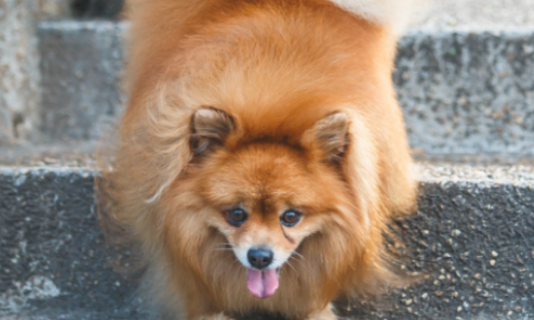 博美犬后脚有点儿瘸什么原因 博美犬后脚有点儿瘸什么原因
