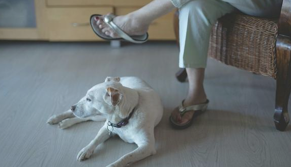 有的狗能活15年,有的狗却只有活8年,是什么在危害狗狗的寿命? 有的狗能活15年,有的狗却只有活8年,是什么在危害狗狗的寿命?
