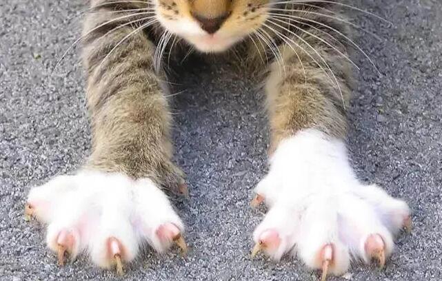 猫的爪子是怎么样的啊