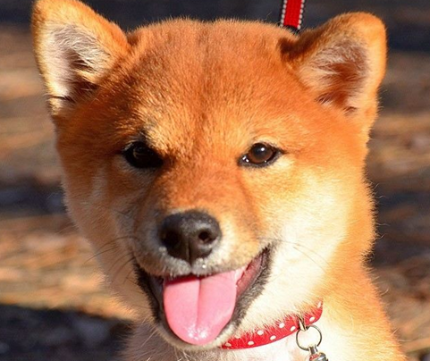 柴犬不长胖都不长高要喂哪些