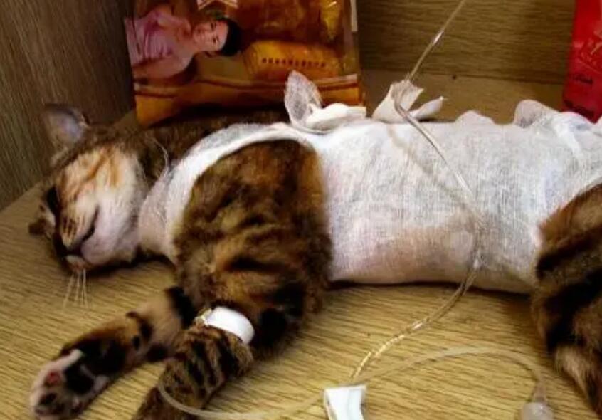 母猫绝育后正常伤口图 母猫绝育后正常伤口图