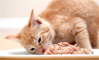 猫咪吃哪些东西可以补钙啊
