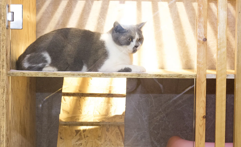 宠物寄养一天多少钱猫