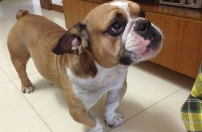 犬干眼病的特征是什么？狗狗得了干眼病怎么办？