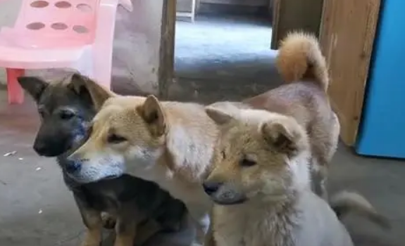 为什么小笨狗不适合当宠物养