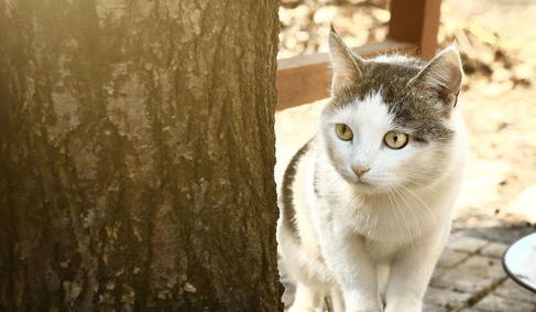 猫咪护食怎么办？如何纠正猫咪护食的行为？