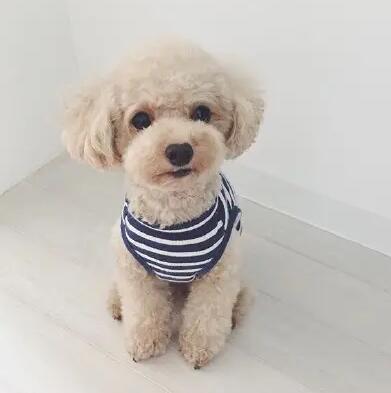 泰迪泪痕毛要剪去吗?后果是什么 泰迪泪痕毛要剪去吗?后果是什么