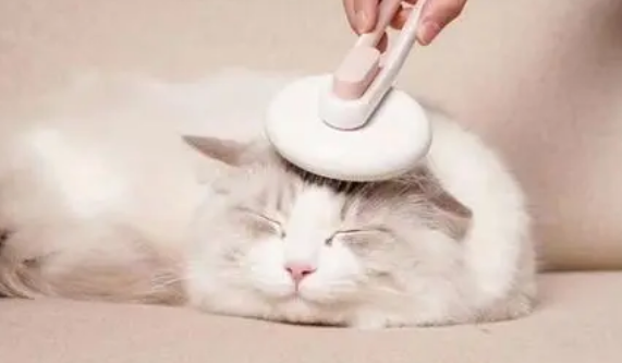 挑选猫狗梳子种类及护理重点？