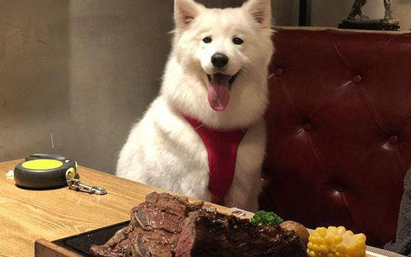 为什么狗狗看着人吃饭