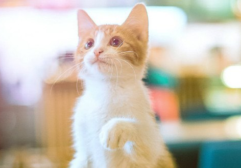 猫咪为什么无法释怀感情