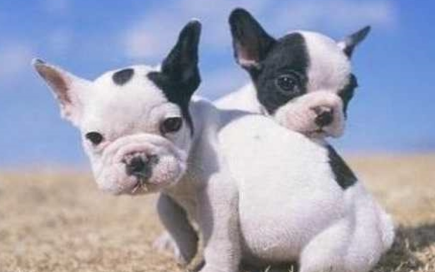 法国斗牛犬，为什么有那么多的人养？