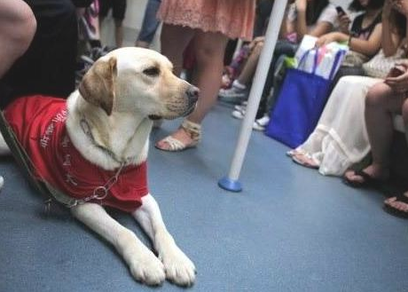 为何拉布拉多是最出众的导盲犬？取决于这5点，金毛狗狗倒在最后一个