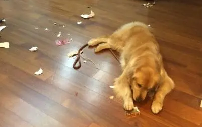 狗狗蹭地板还叫唤是为什么原因