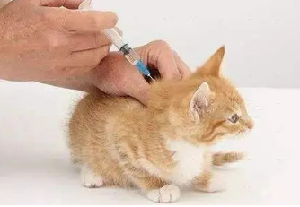 猫三联哪一针副作用最强 猫三联哪一针副作用最强