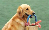 为什么狗狗会只叼着