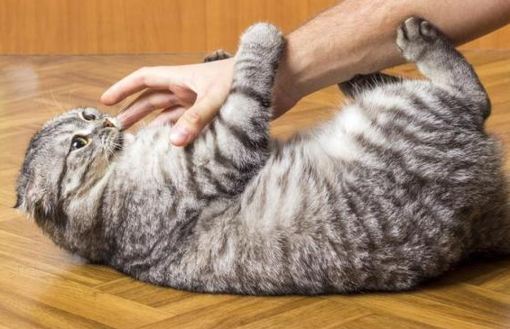 猫咪为什么喜欢踢头 猫咪为什么喜欢踢头