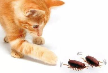 为什么养猫就没有蟑螂，来瞧瞧~