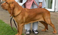 嗅觉猎犬排名第一