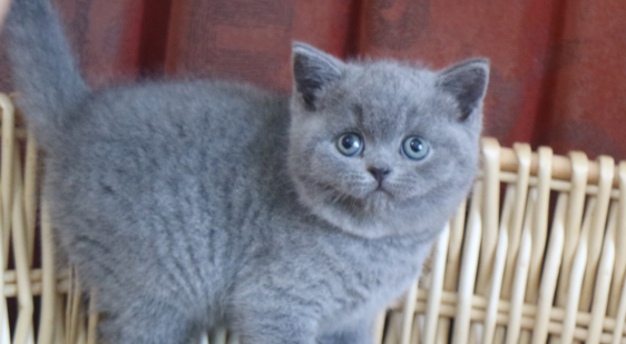 英短蓝猫和俄罗斯蓝猫有什么区别