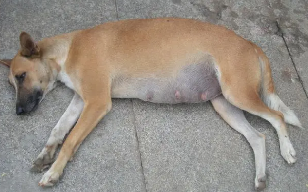 母犬繁殖期如何护理? 母犬繁殖期如何护理?