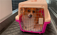 高铁托运宠物狗安全吗