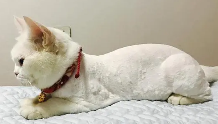 夏季可以给猫剃毛吗？