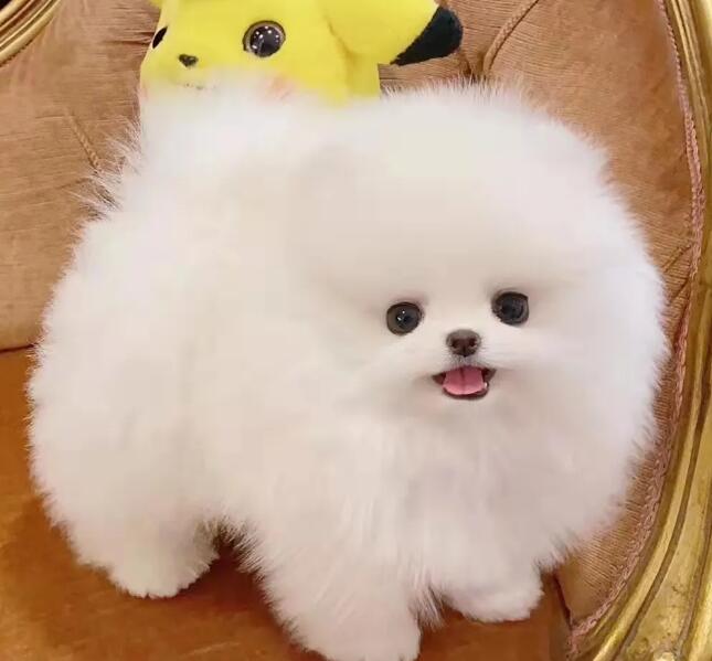 博美尿频尿急一会尿一点，是什么情况