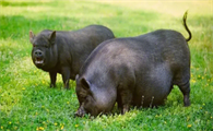 瘦肉型黑猪品种有几种