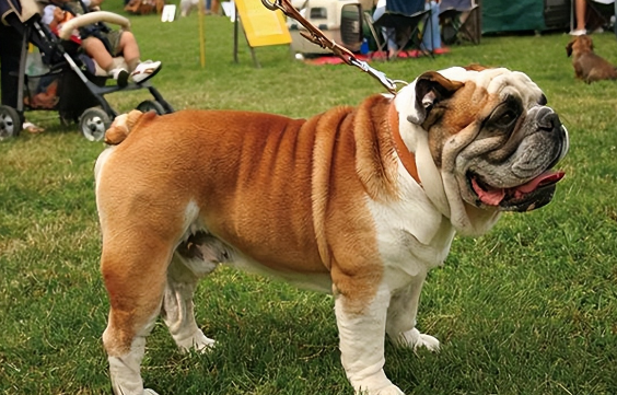 为什么都说英国斗牛犬彪悍？我不这么认为......