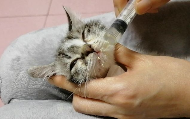 猫咪流鼻涕吃什么药效果好