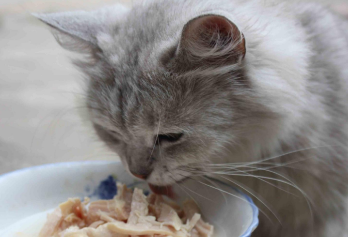 猫乱吃东西会发生什么事