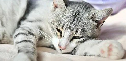 猫咪没精神是怎么回事儿