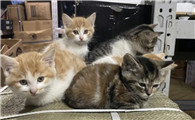 猫咪感冒打疫苗,疫苗还有效果